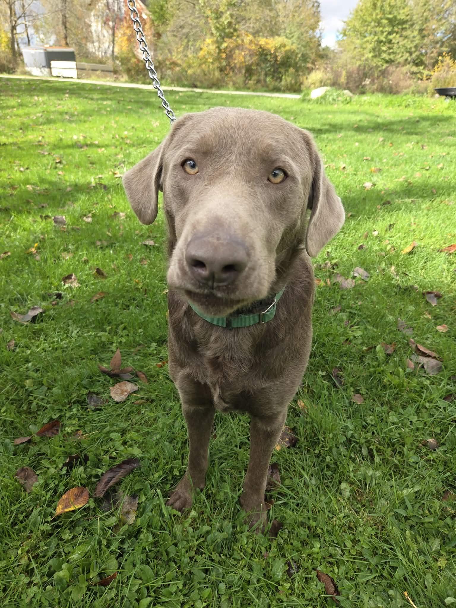 Enlarge Logan-Not Accepting Applications Yet, a Adoptable Chocolate Labrador Retriever in Medina, OH image 3/6