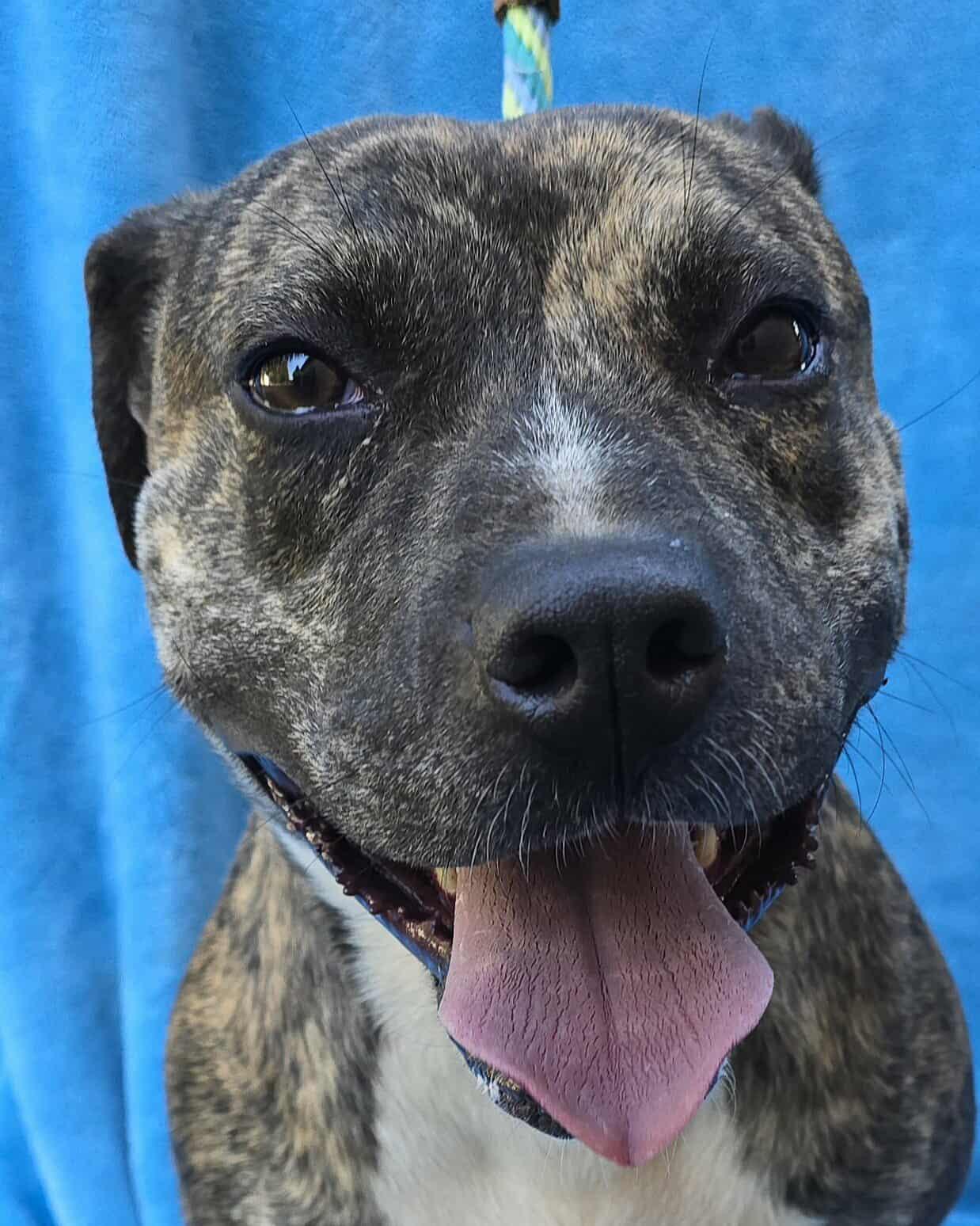 Bonnie, Adoptable, Adult Female American Staffordshire Terrier.