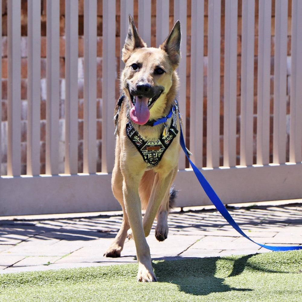 AK0530 Ernie, Adoptable, Adult Male German Shepherd Dog.