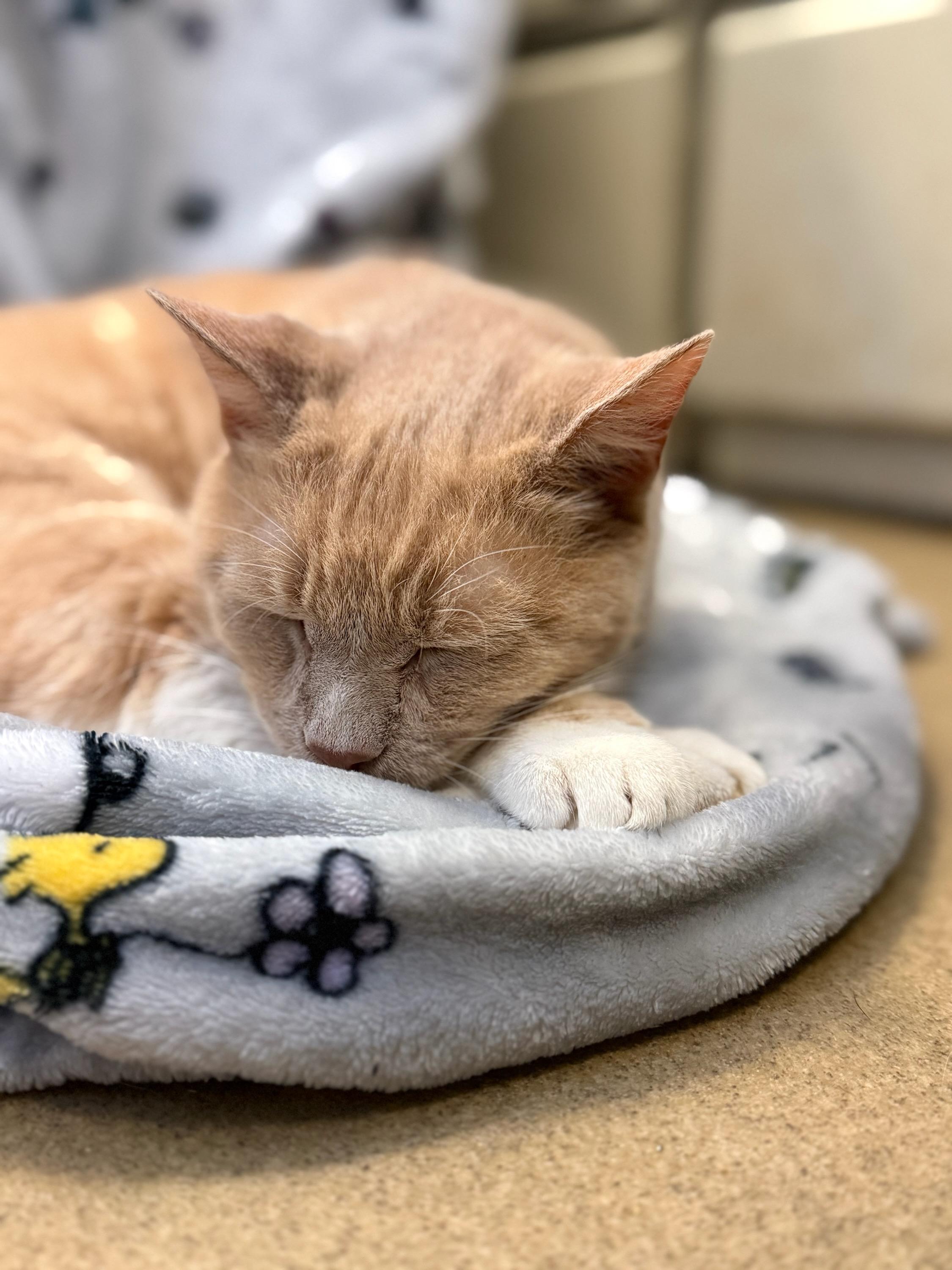 Enlarge Ned, an adoptable Domestic Short Hair in Wayne, NJ image 1/3