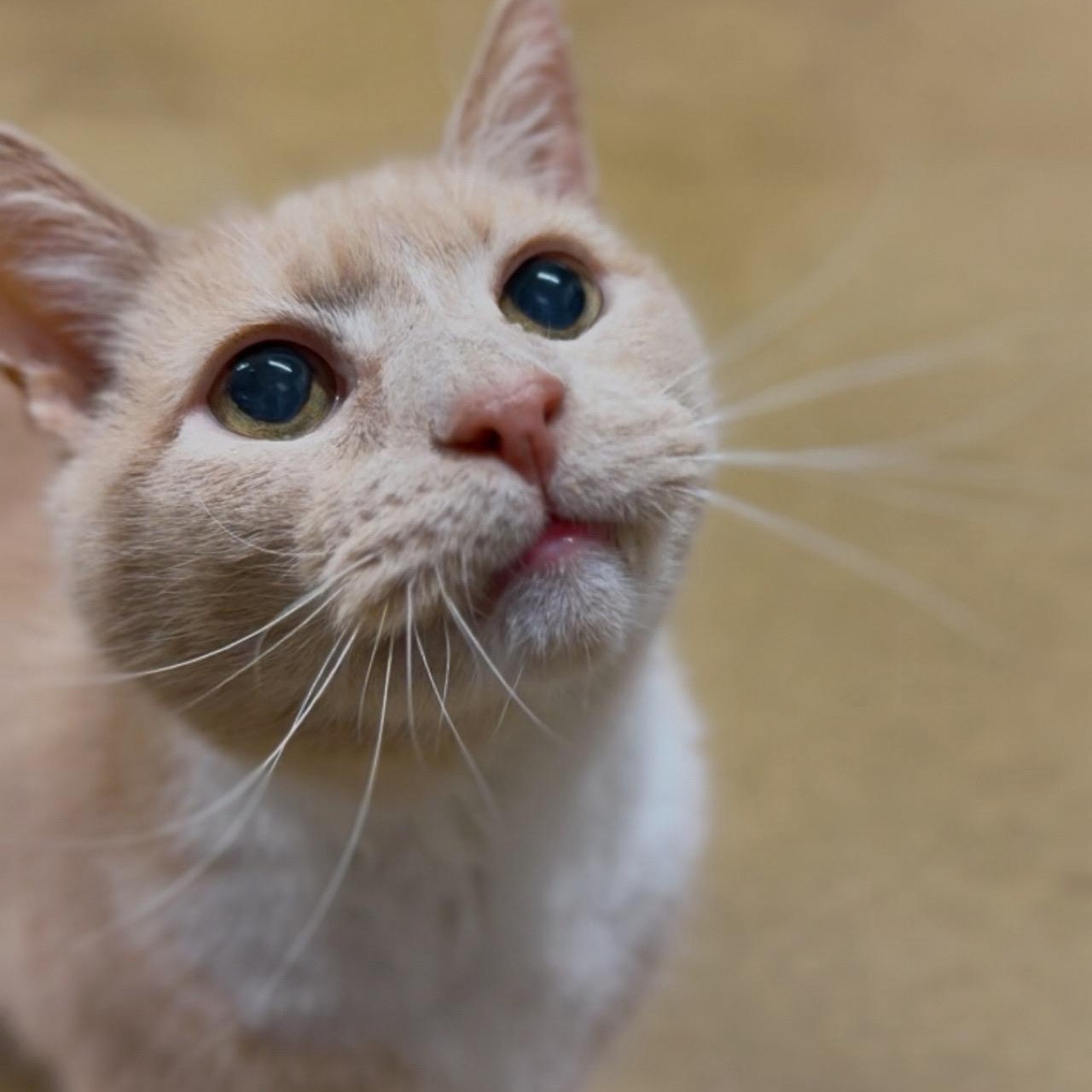 Enlarge Ned, an adoptable Domestic Short Hair in Wayne, NJ image 3/3