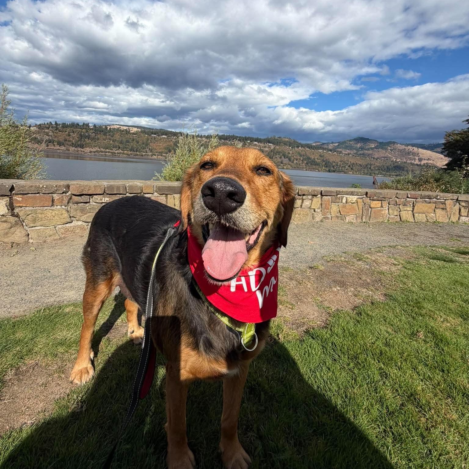 Enlarge Bryson, a Adoptable mixed breed in Shoreline, WA image 3/6