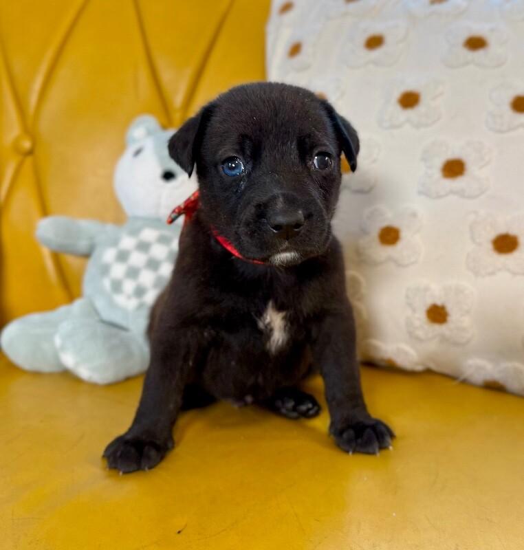 Donato, a Adoptable mixed breed in Friendswood, TX image 1/6