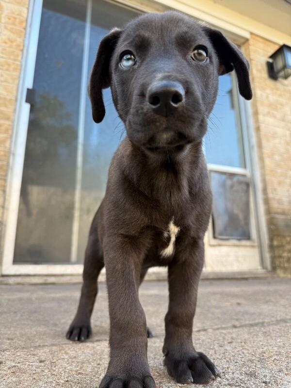 Donato, a Adoptable mixed breed in Friendswood, TX image 2/6