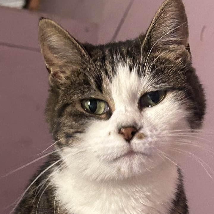 MARILYN, ADOPTABLE, Adult Female American Shorthair.