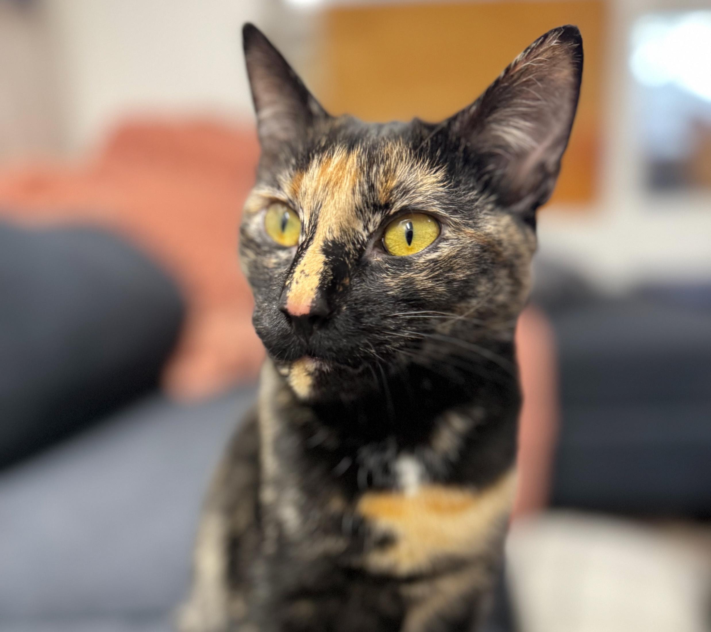 Circe, a Adoptable Domestic Short Hair in Schenectady, NY image 1/4