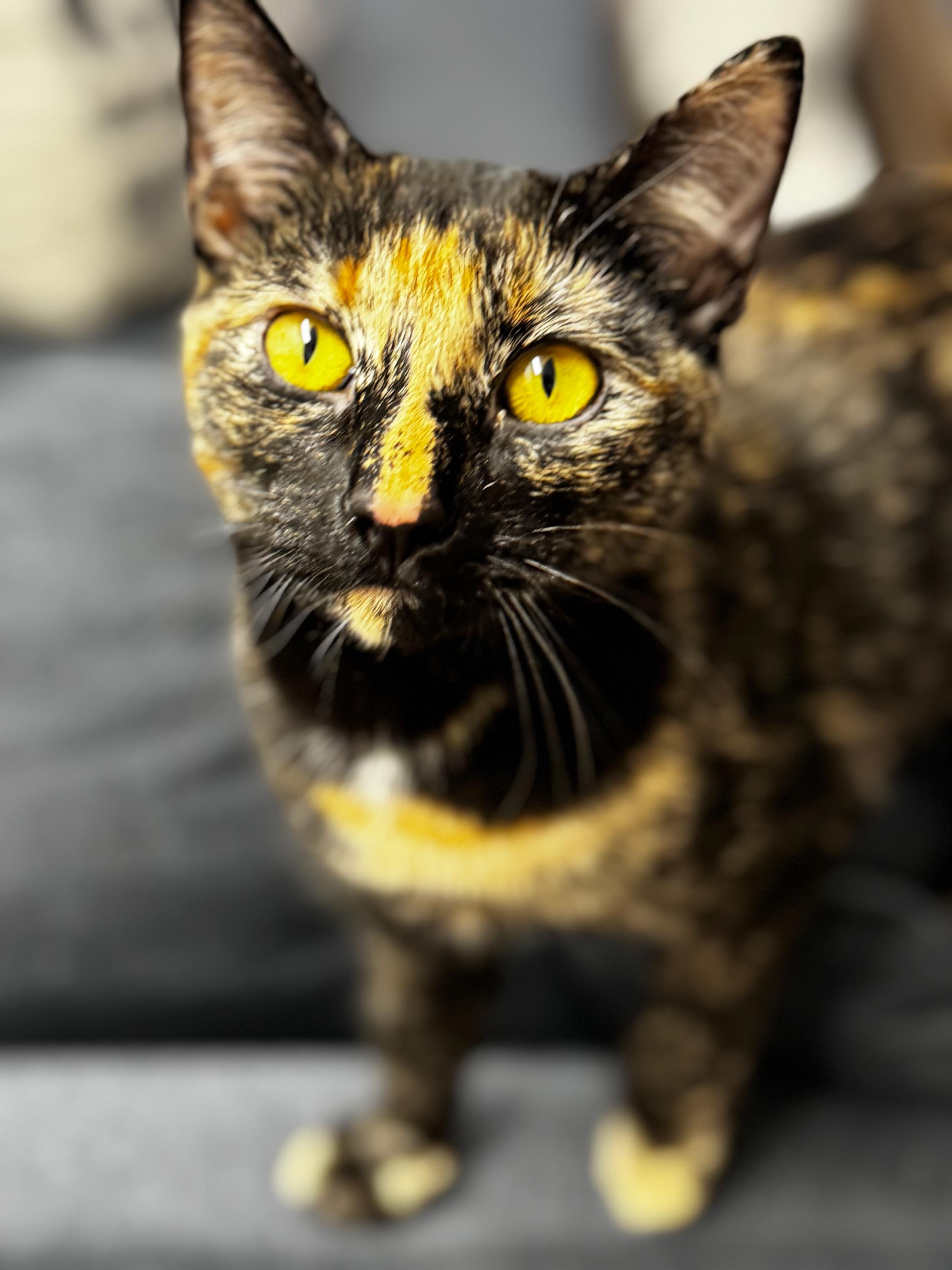 Circe, a Adoptable Domestic Short Hair in Schenectady, NY image 2/4