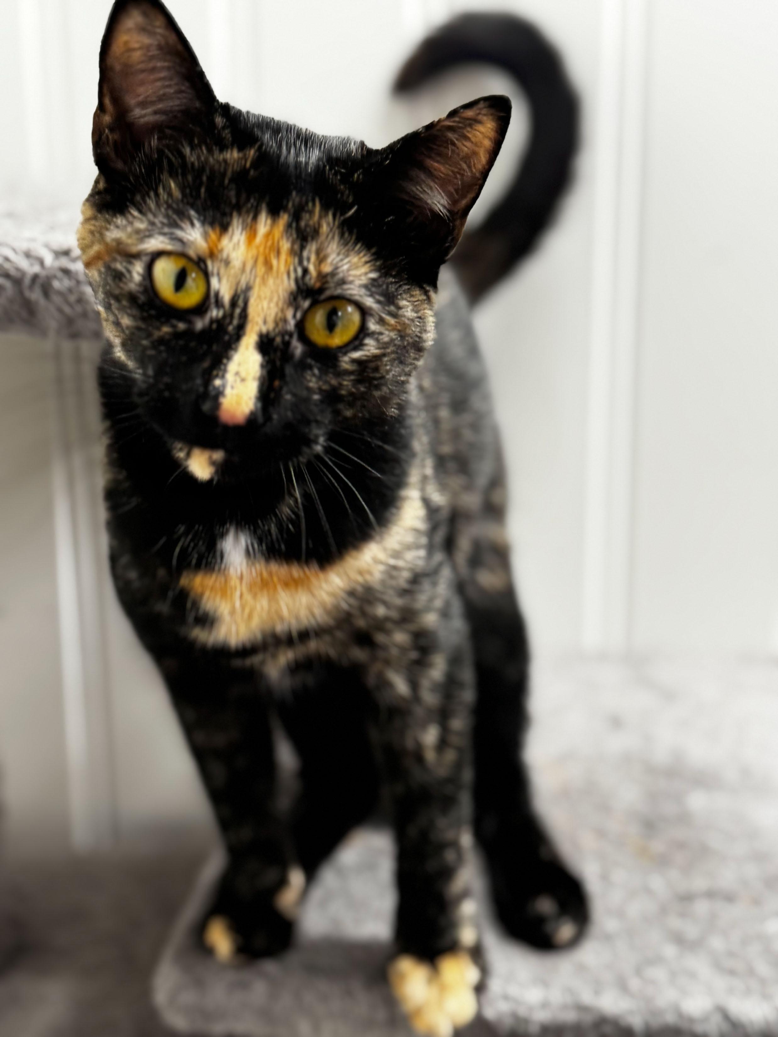 Circe, a Adoptable Domestic Short Hair in Schenectady, NY image 4/4