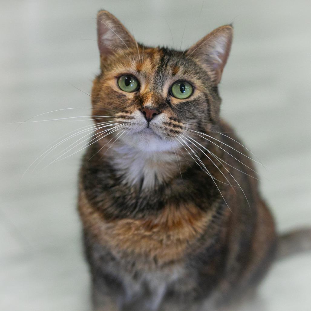 Marceline, Adoptable, Senior Female Domestic Short Hair.
