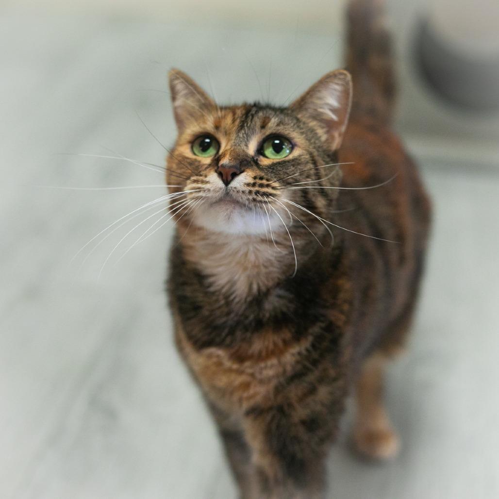 Enlarge Marceline, a Adoptable Domestic Short Hair in Ponte Vedra, FL image 2/4