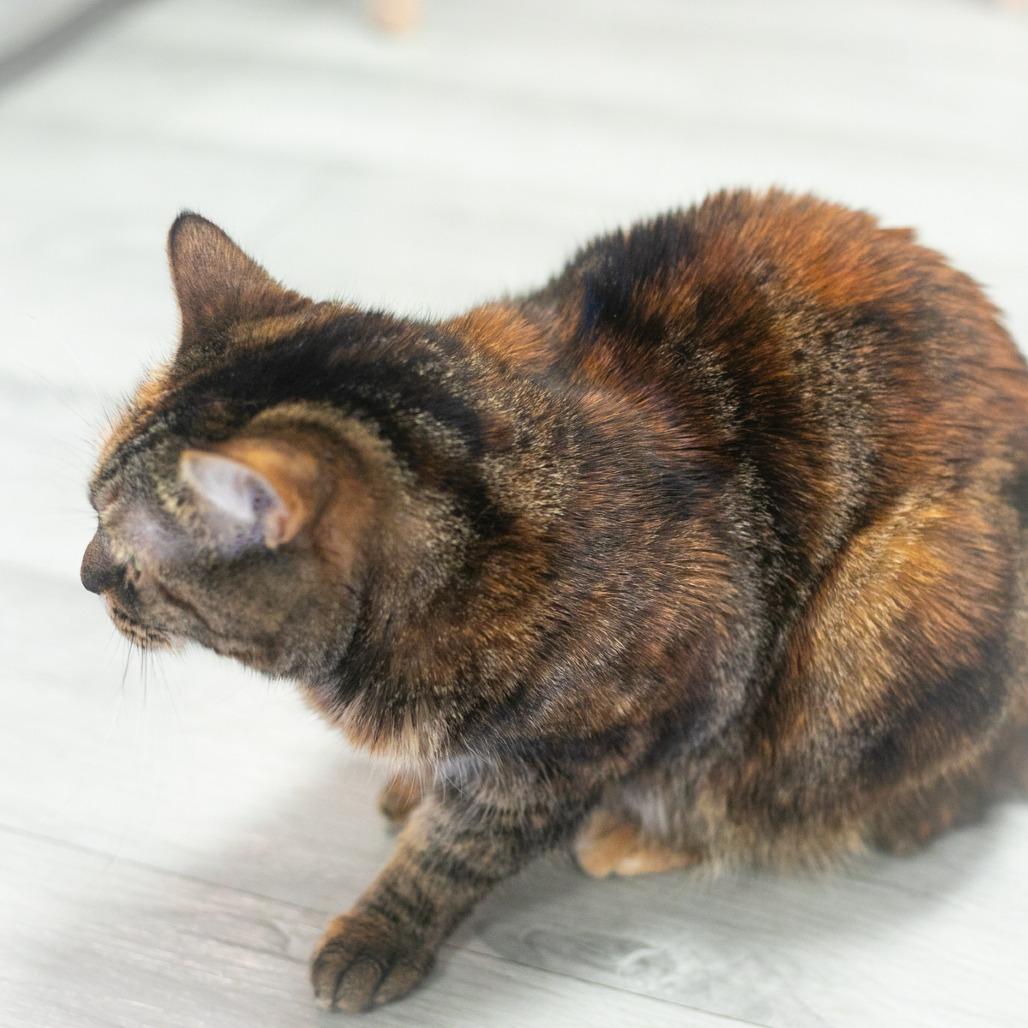 Enlarge Marceline, a Adoptable Domestic Short Hair in Ponte Vedra, FL image 3/4