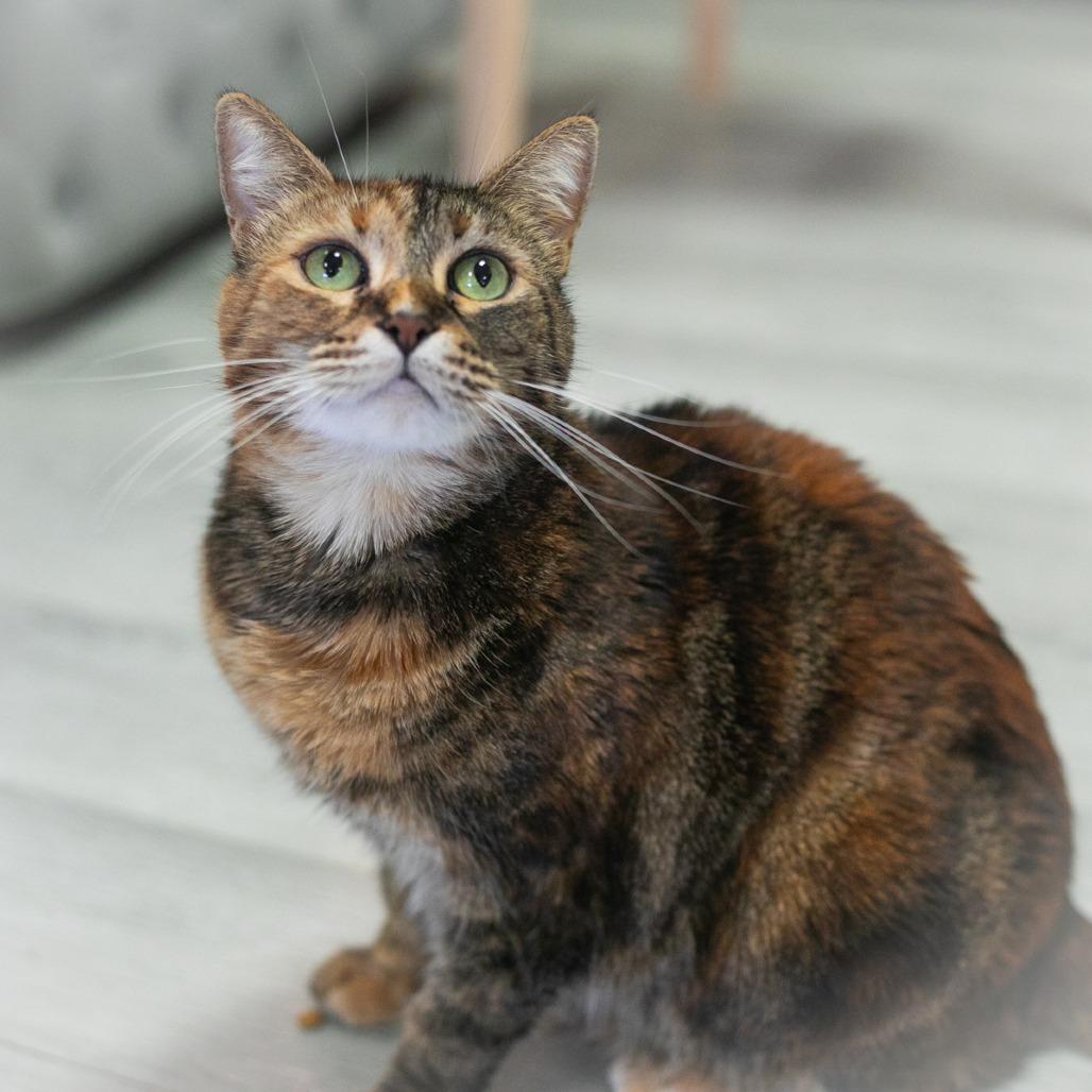 Enlarge Marceline, a Adoptable Domestic Short Hair in Ponte Vedra, FL image 4/4