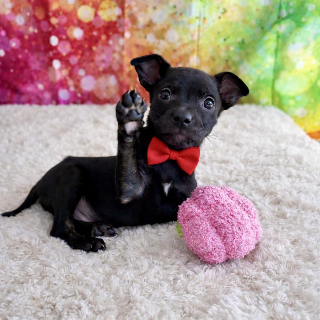 Houndstooth — thumbnail 2