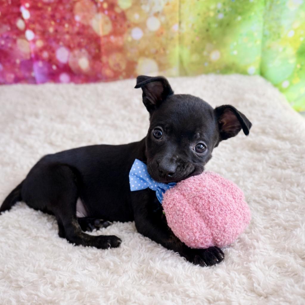 Houndstooth — thumbnail 3