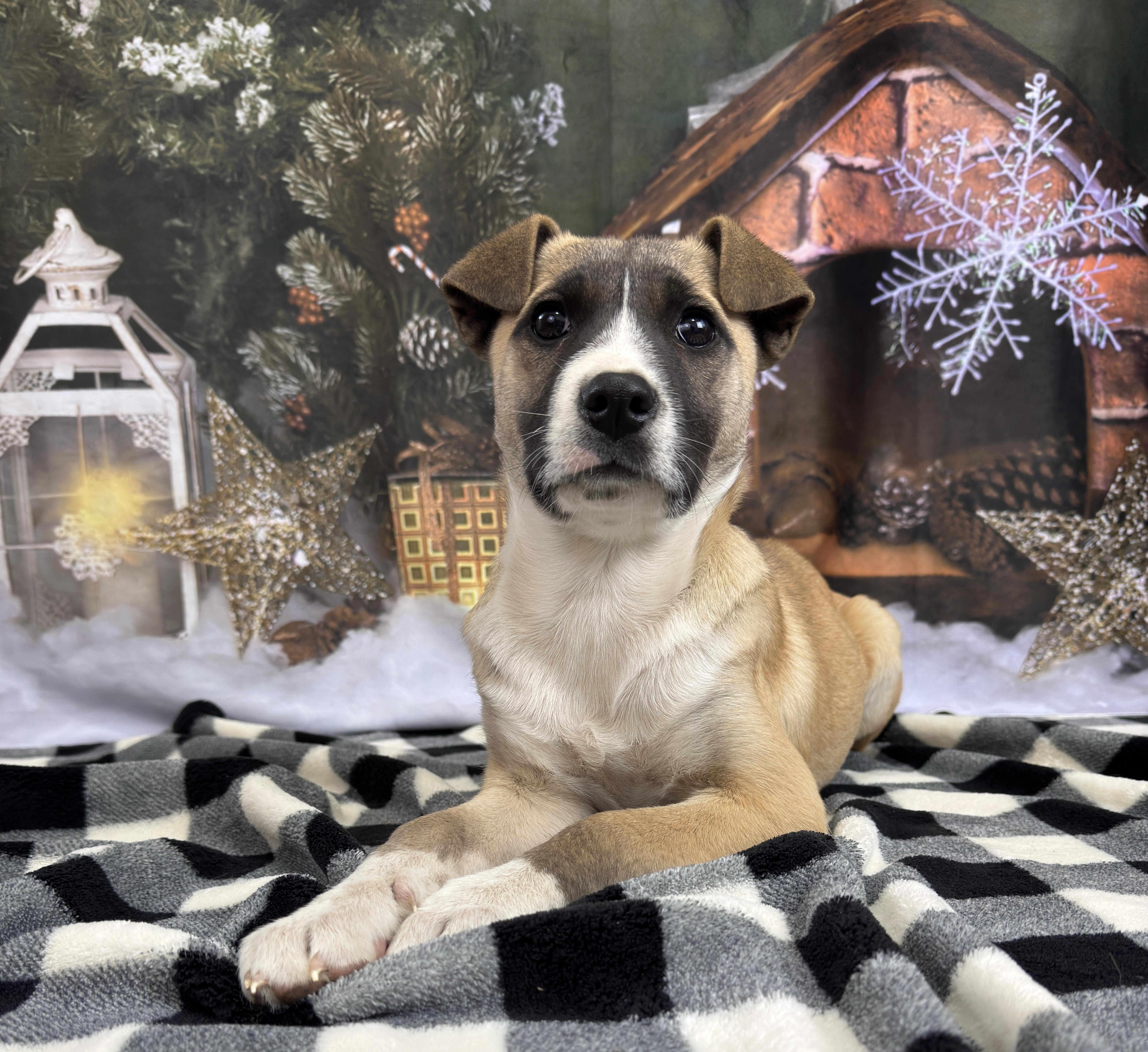 Enlarge Willow, a Adoptable mixed breed in Lawrenceville, GA image 1/6