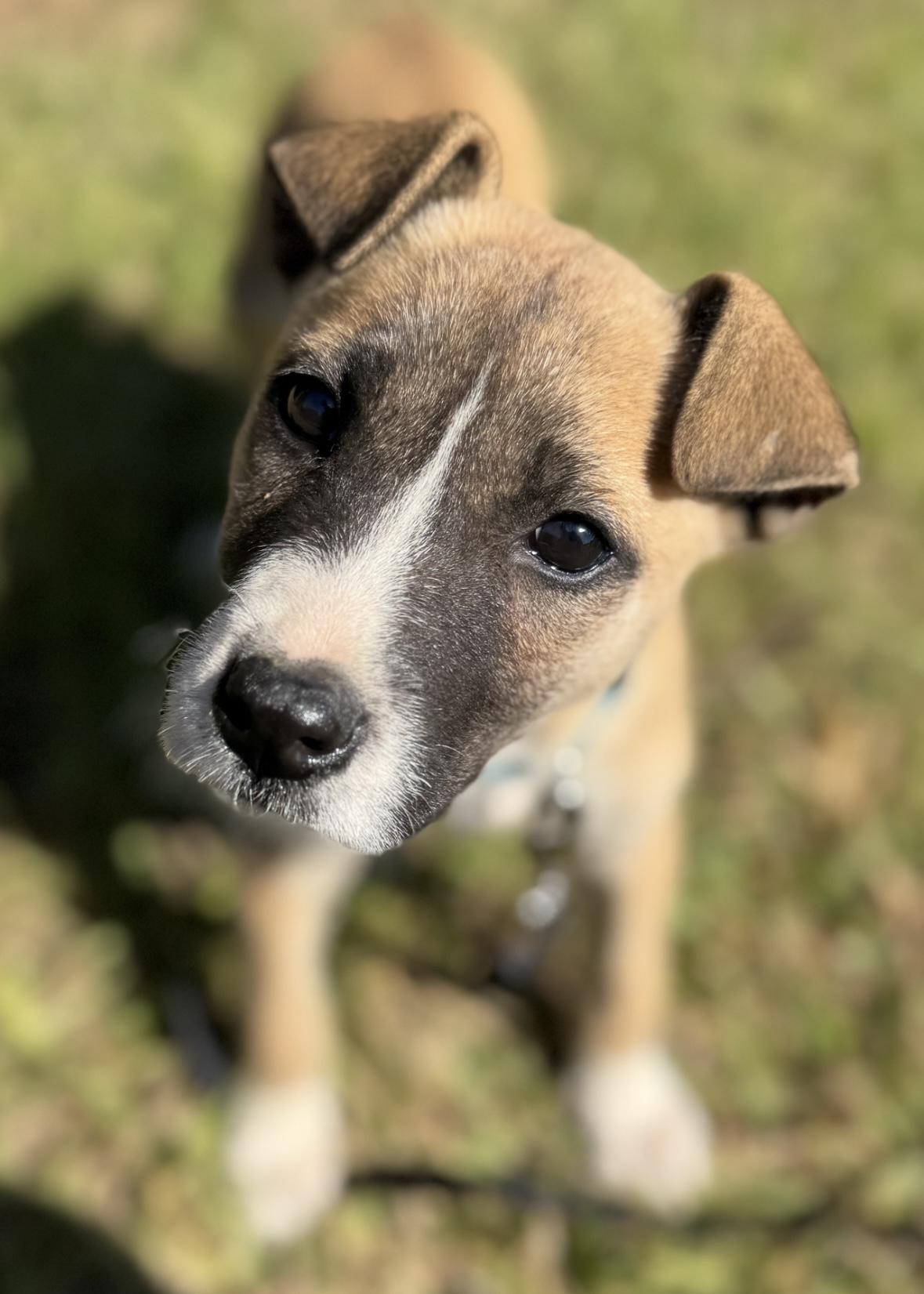 Enlarge Willow, a Adoptable mixed breed in Lawrenceville, GA image 2/6