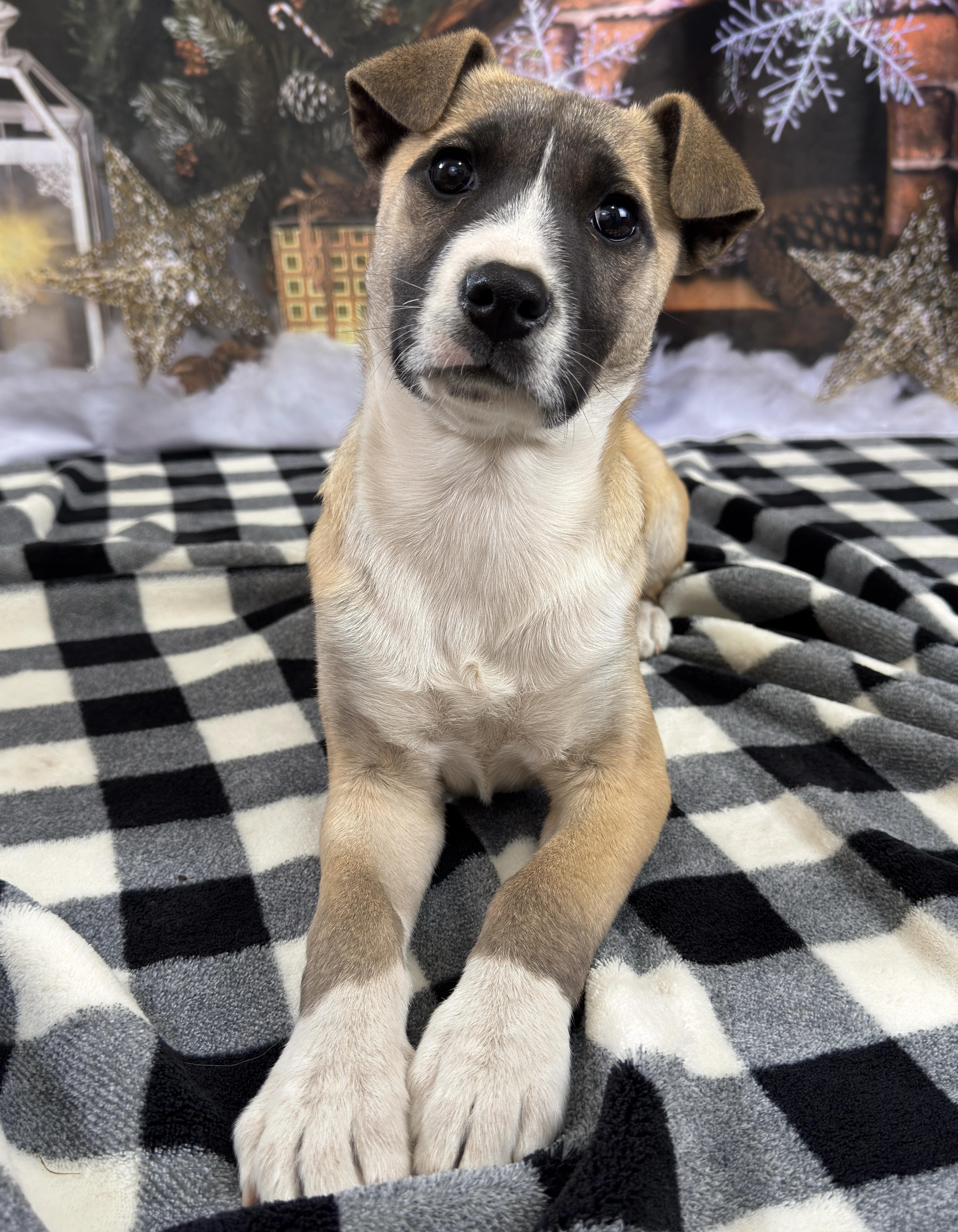 Enlarge Willow, a Adoptable mixed breed in Lawrenceville, GA image 3/6