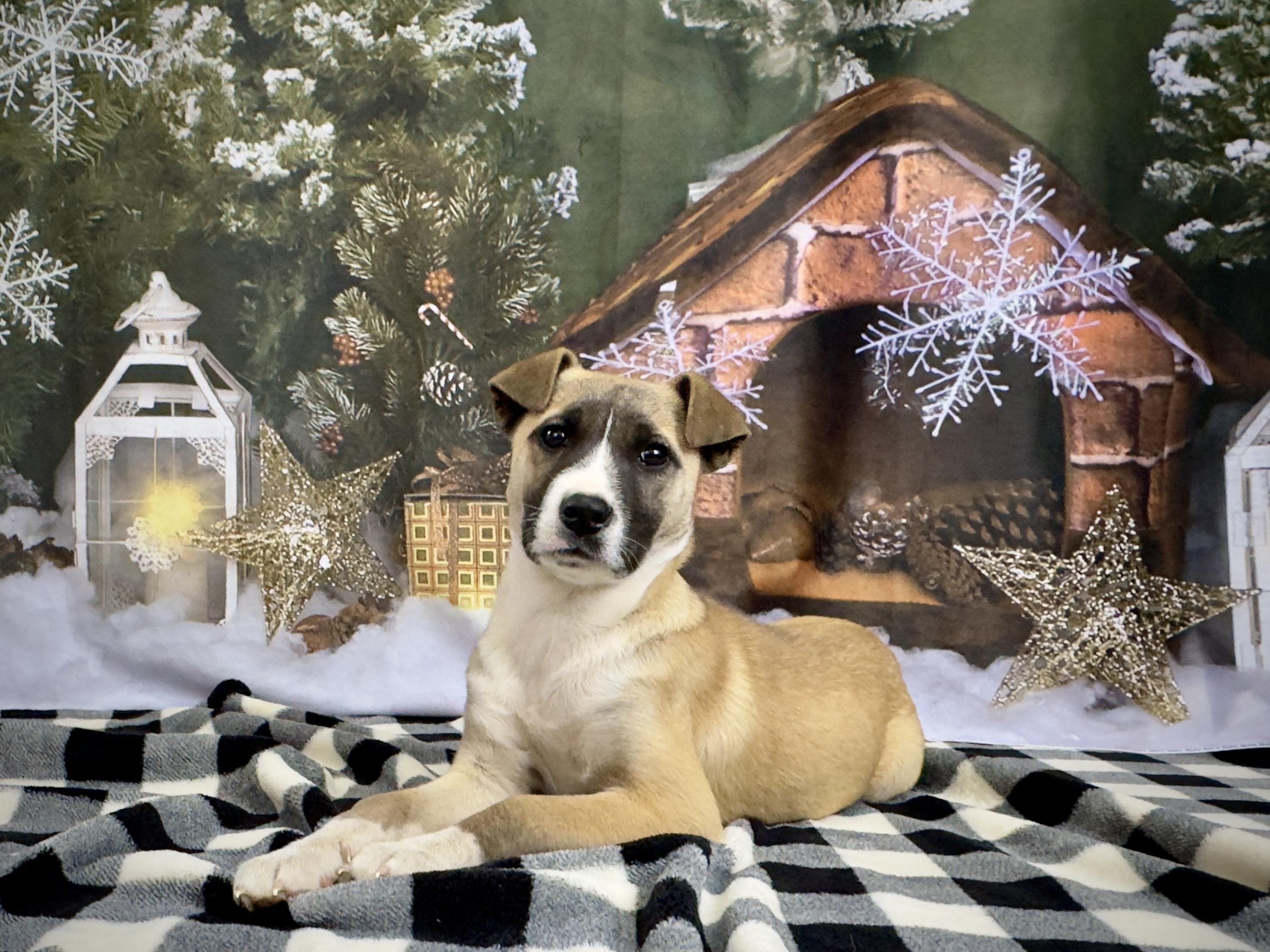 Enlarge Willow, a Adoptable mixed breed in Lawrenceville, GA image 4/6