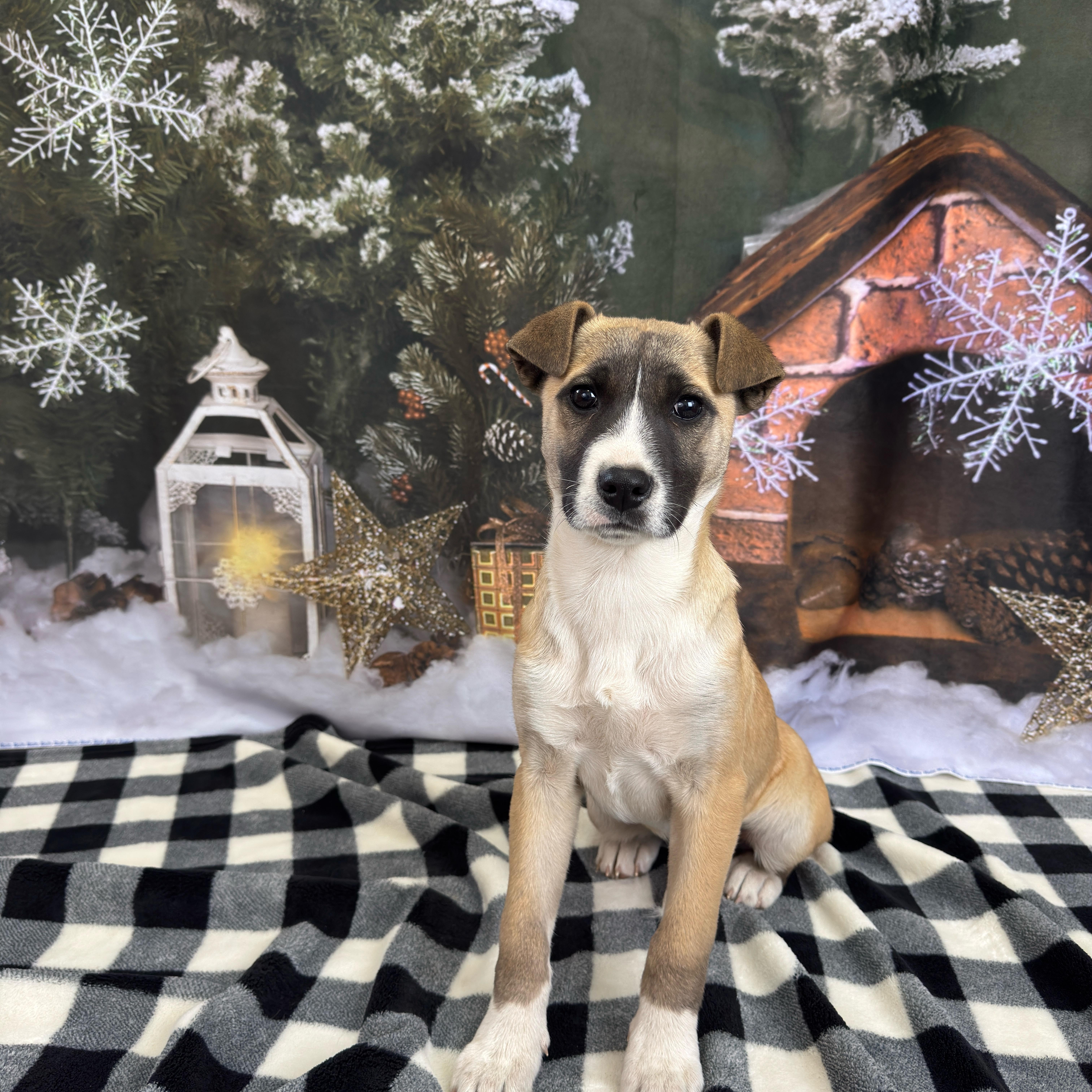 Enlarge Willow, a Adoptable mixed breed in Lawrenceville, GA image 5/6