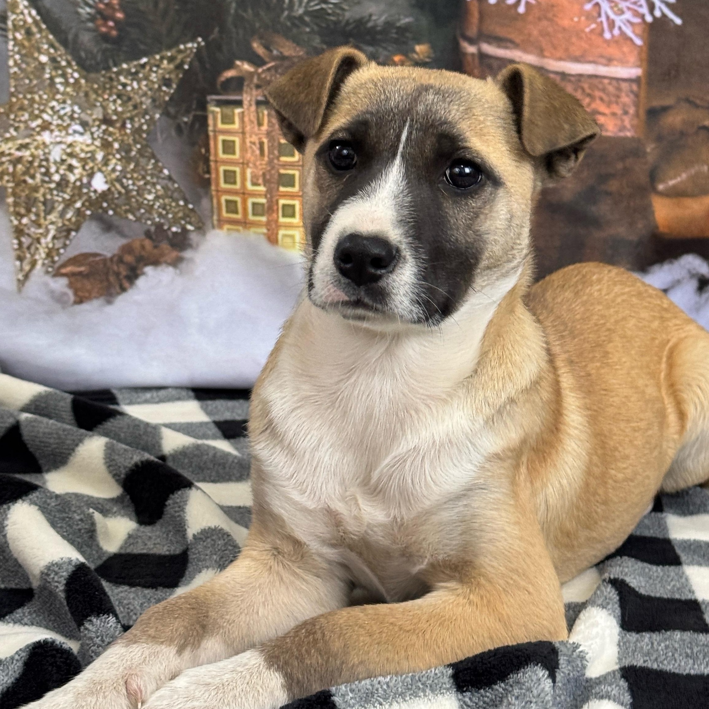 Enlarge Willow, a Adoptable mixed breed in Lawrenceville, GA image 6/6