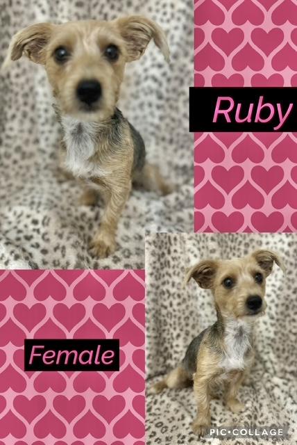 Enlarge Ruby 3, a Adopted Yorkshire Terrier in Manchester, CT image 1/1