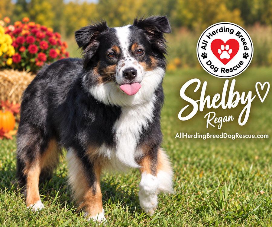Enlarge Shelby, a Adoptable Australian Shepherd in Joliet, IL image 2/4
