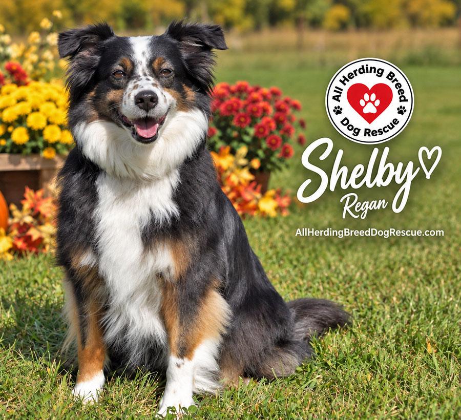 Enlarge Shelby, a Adoptable Australian Shepherd in Joliet, IL image 1/4