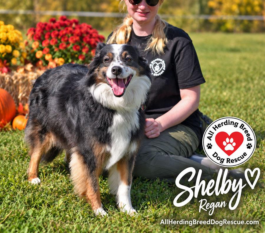 Enlarge Shelby, a Adoptable Australian Shepherd in Joliet, IL image 4/4