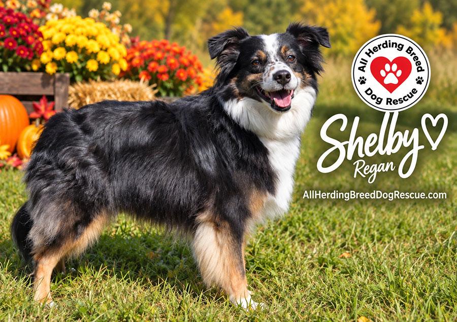 Enlarge Shelby, a Adoptable Australian Shepherd in Joliet, IL image 3/4