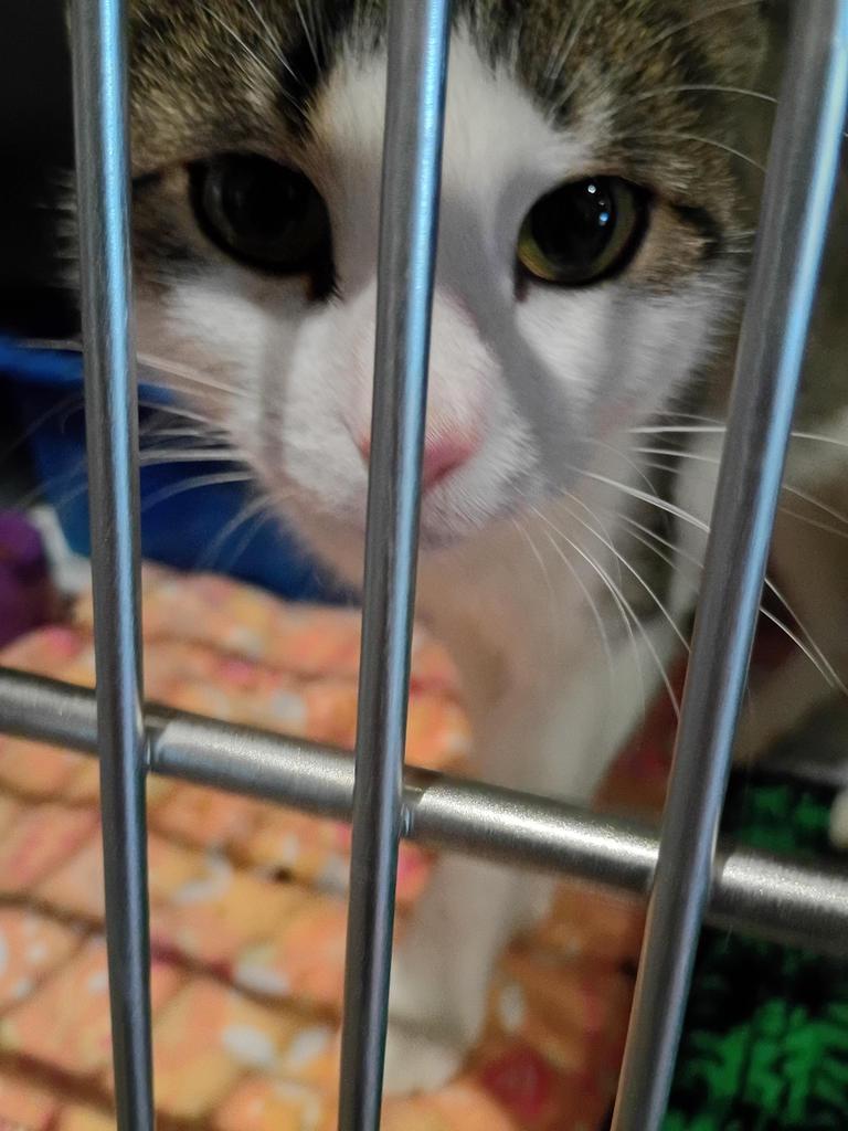 JJ0 Lapis, Adoptable, Young Female Domestic Short Hair.