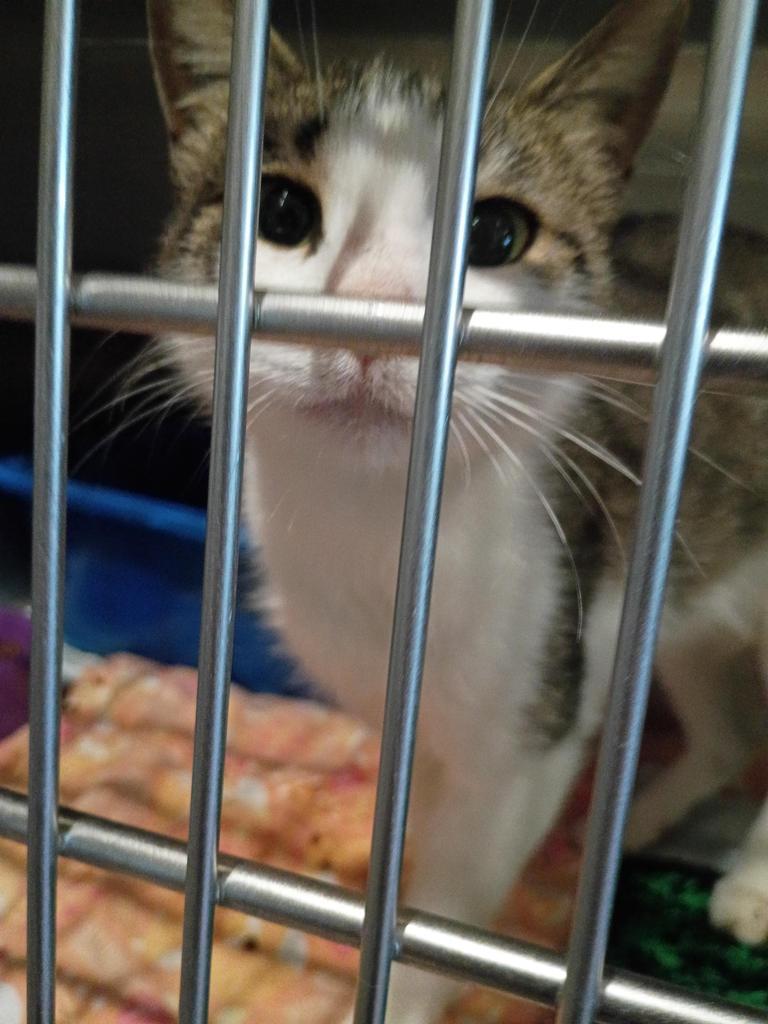 Enlarge JJ0 Lapis, a Adoptable mixed breed in Ashland, WI image 2/3