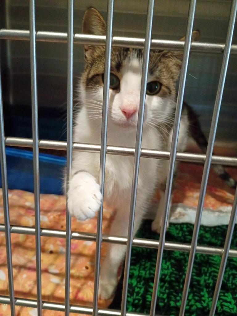 Enlarge JJ0 Lapis, a Adoptable mixed breed in Ashland, WI image 3/3