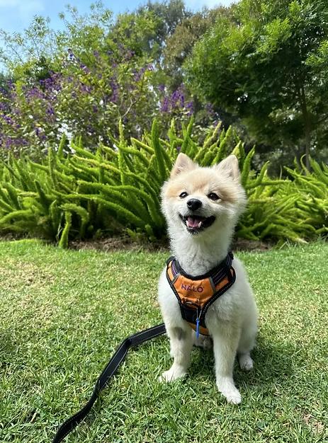 Enlarge Green, a Adoptable Pomeranian in Placentia, CA image 1/1