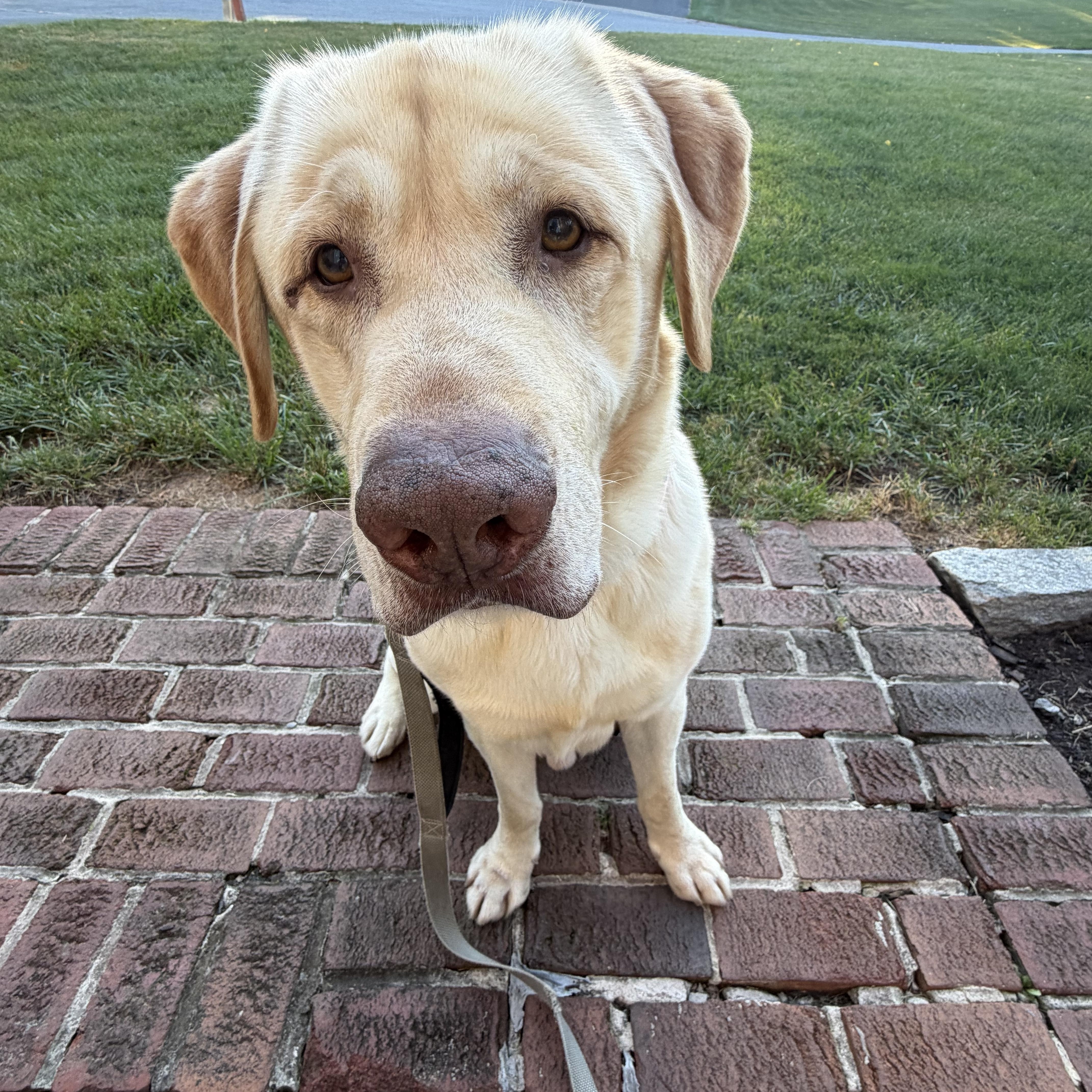 Miles, a ADOPTABLE Labrador Retriever in Warrington, PA image 3/5