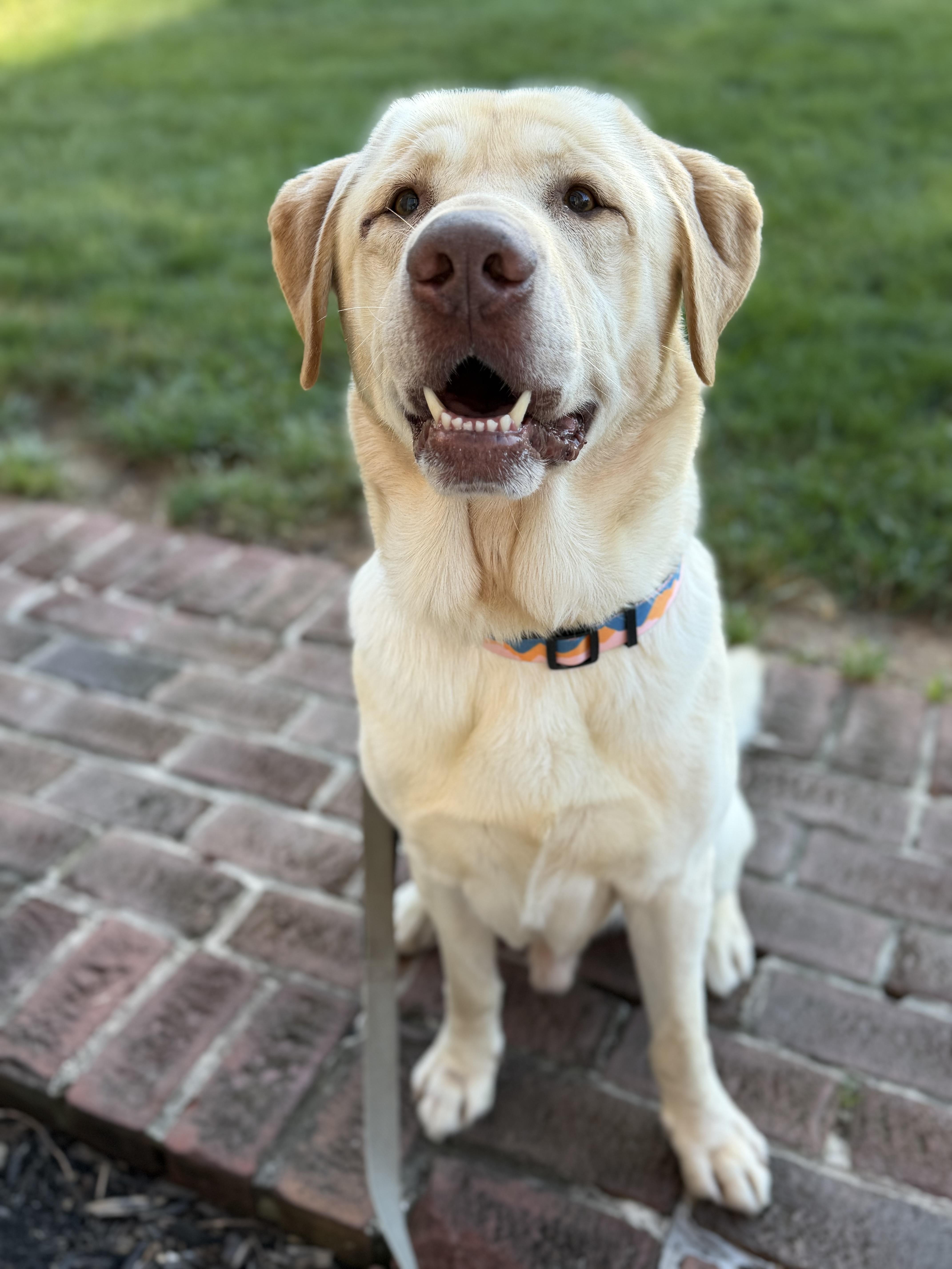 Miles, ADOPTABLE, Adult Male Labrador Retriever.