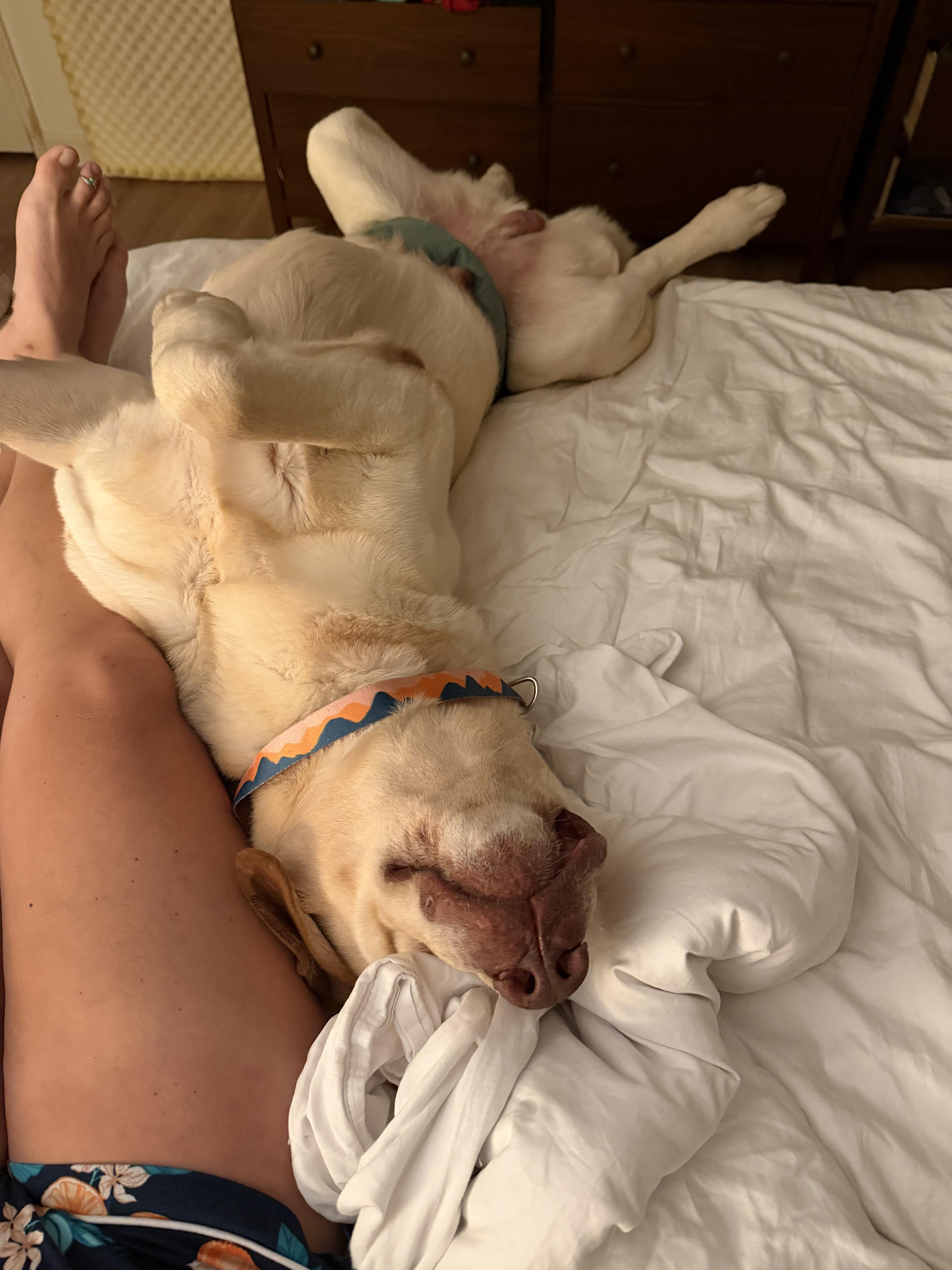 Miles, a ADOPTABLE Labrador Retriever in Warrington, PA image 5/5