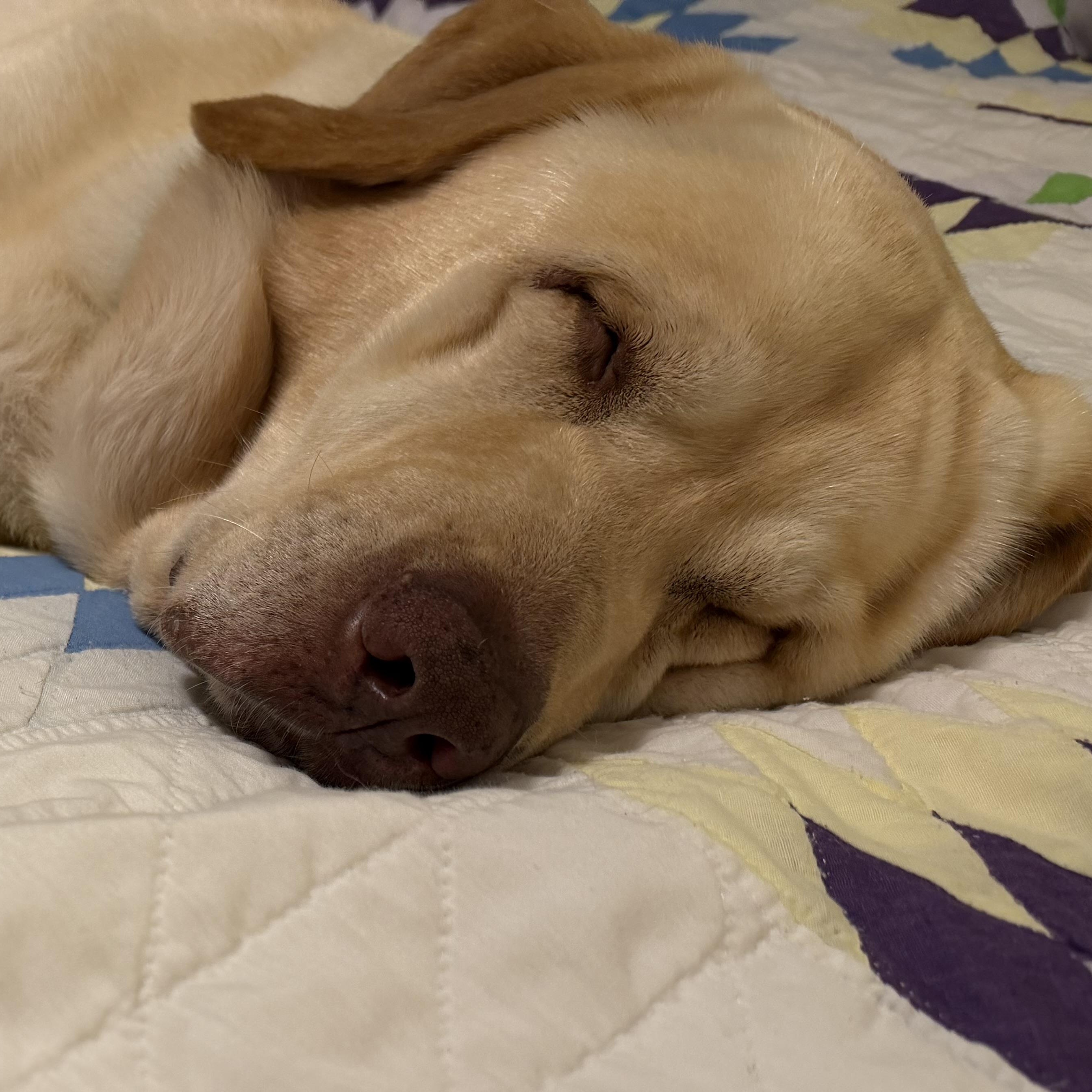 Miles, a ADOPTABLE Labrador Retriever in Warrington, PA image 2/5