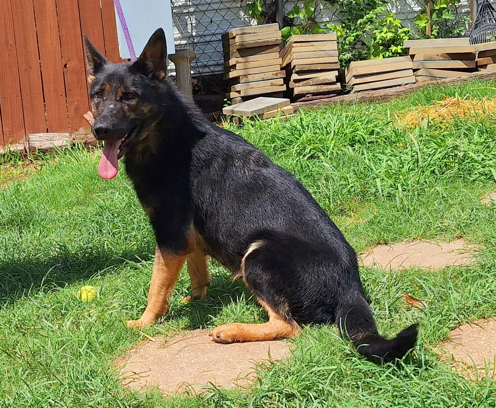 Enlarge 250760  Louise, a Adoptable German Shepherd Dog in Wetumpka, AL image 2/3