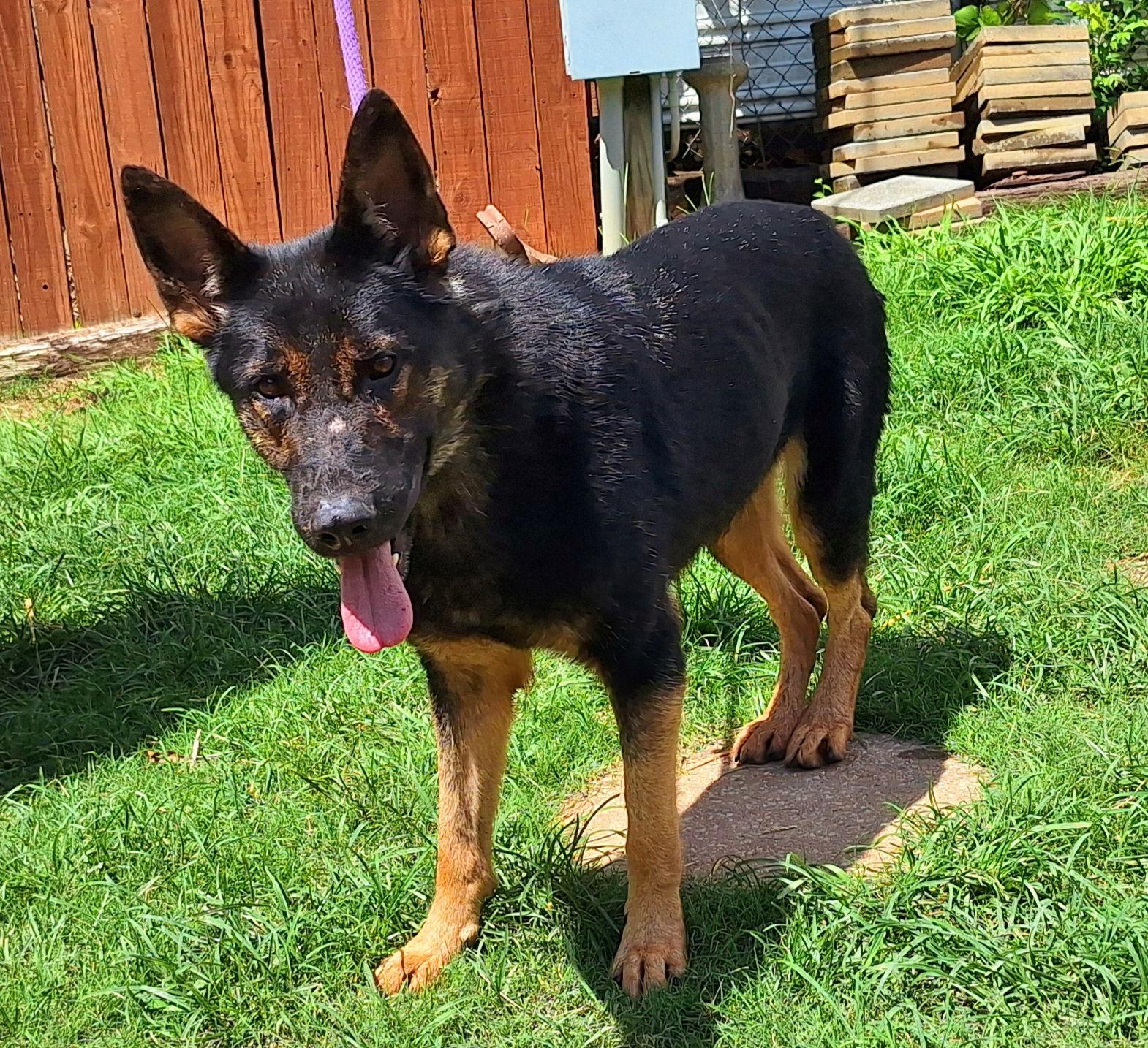 Enlarge 250760  Louise, a Adoptable German Shepherd Dog in Wetumpka, AL image 3/3