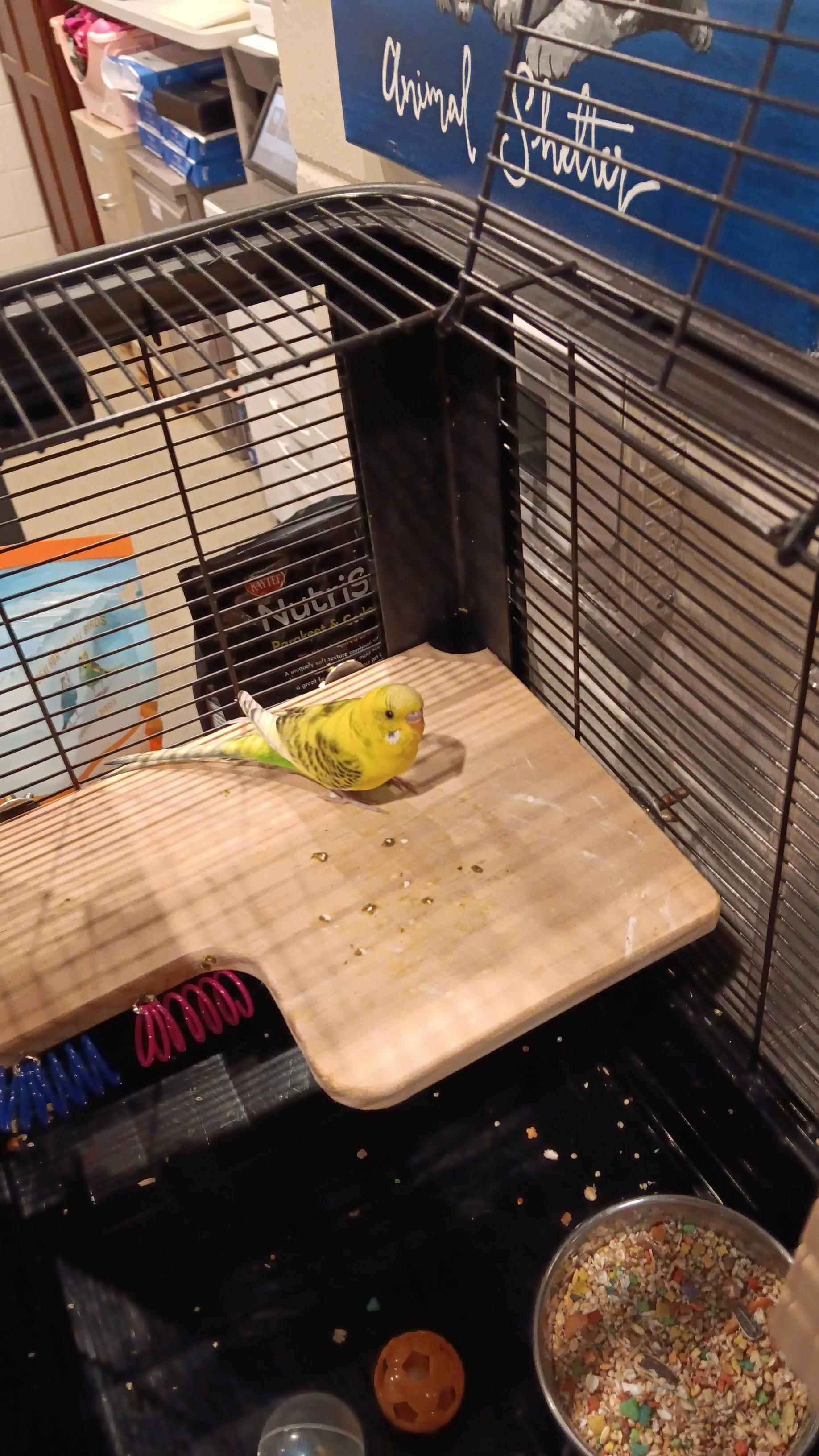 Skuttle