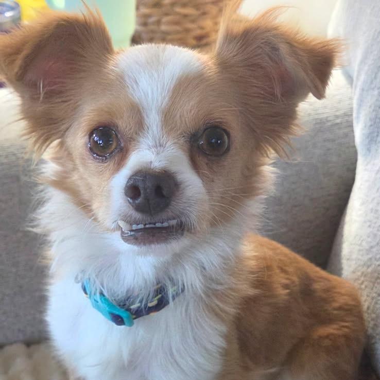 Enlarge Linus, a Adoptable mixed breed in Phoenix, AZ image 1/1