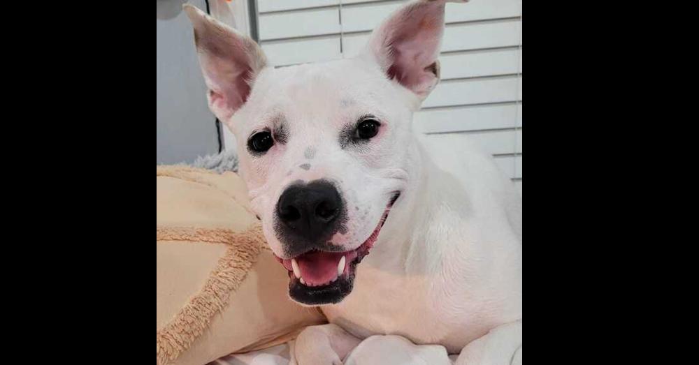 Noelle, a Adoptable mixed breed in Douglasville, GA image 2/6