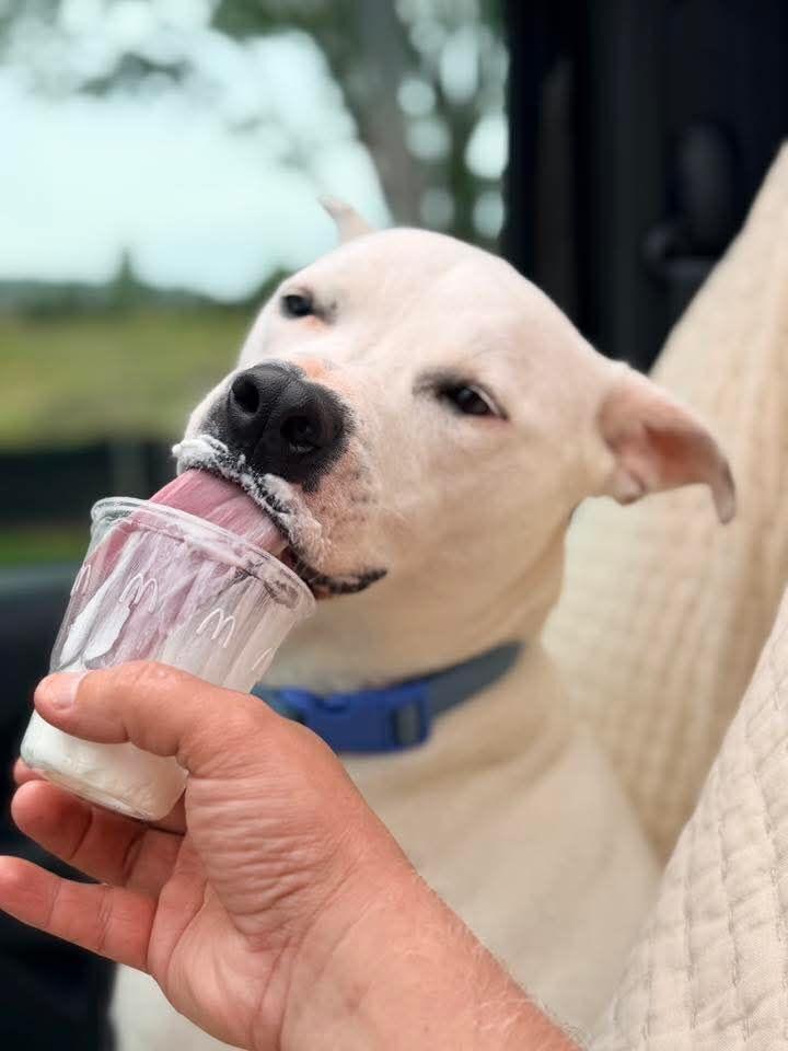 Noelle, Adoptable, Adult Female Boxer & Terrier.