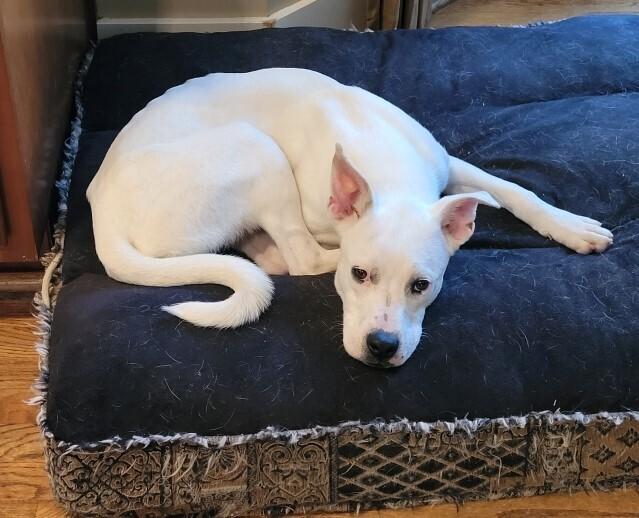 Noelle, a Adoptable mixed breed in Douglasville, GA image 3/6