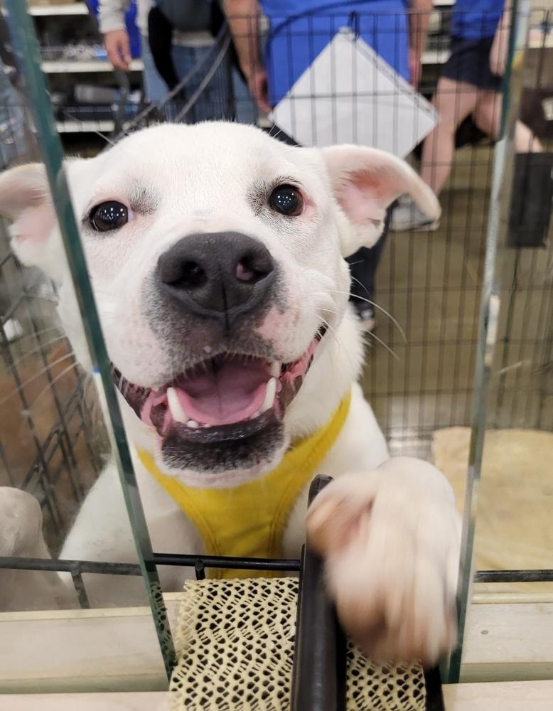 Noelle, a Adoptable mixed breed in Douglasville, GA image 4/6