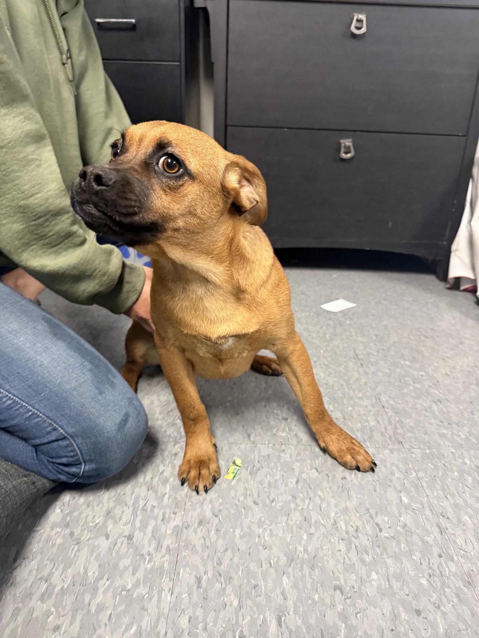Enlarge Reeses, a Adoptable Pug in Las Vegas, NM image 1/1