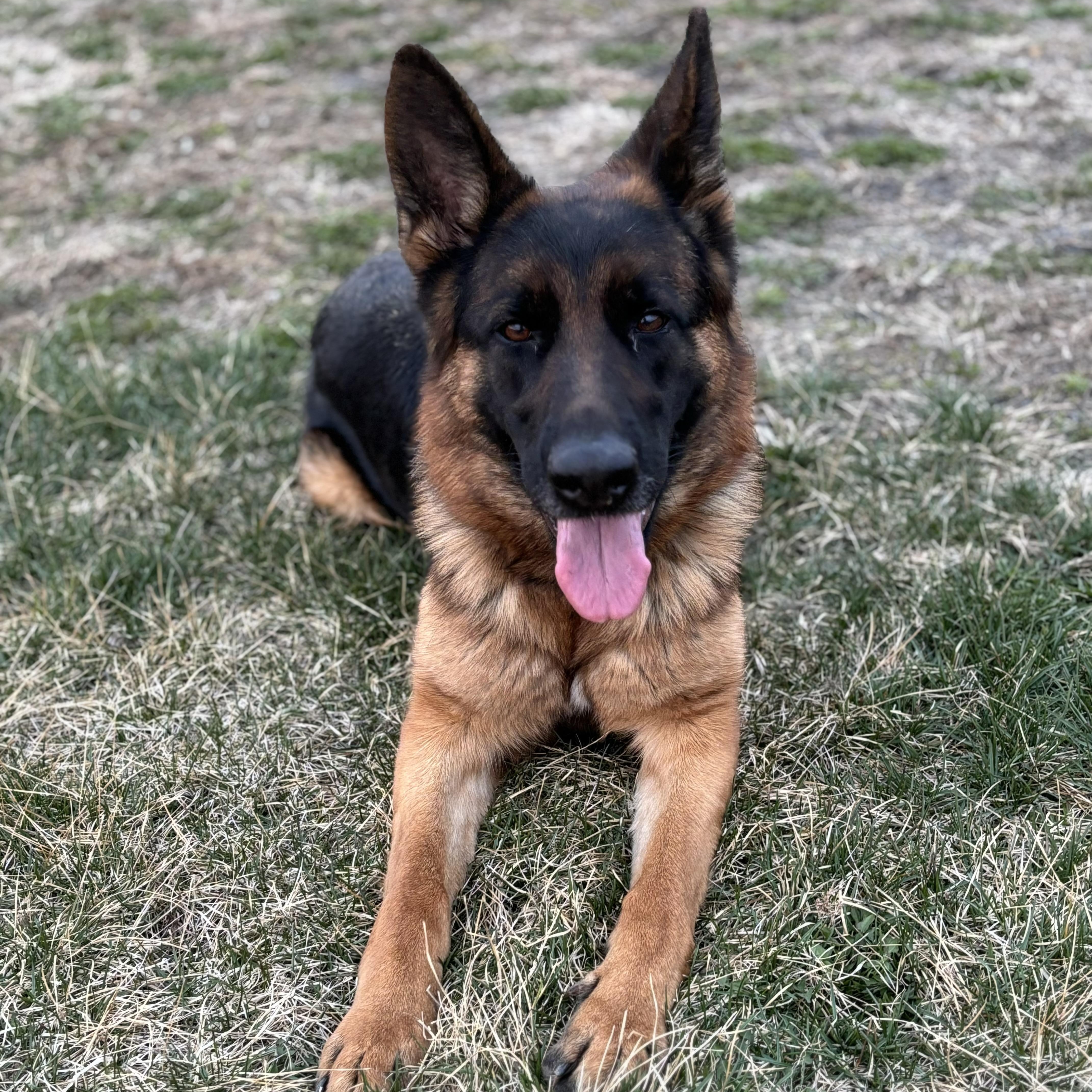Enlarge Hazel (Residing in a temporary foster home), a ADOPTABLE German Shepherd Dog in Myerstown, PA image 4/6