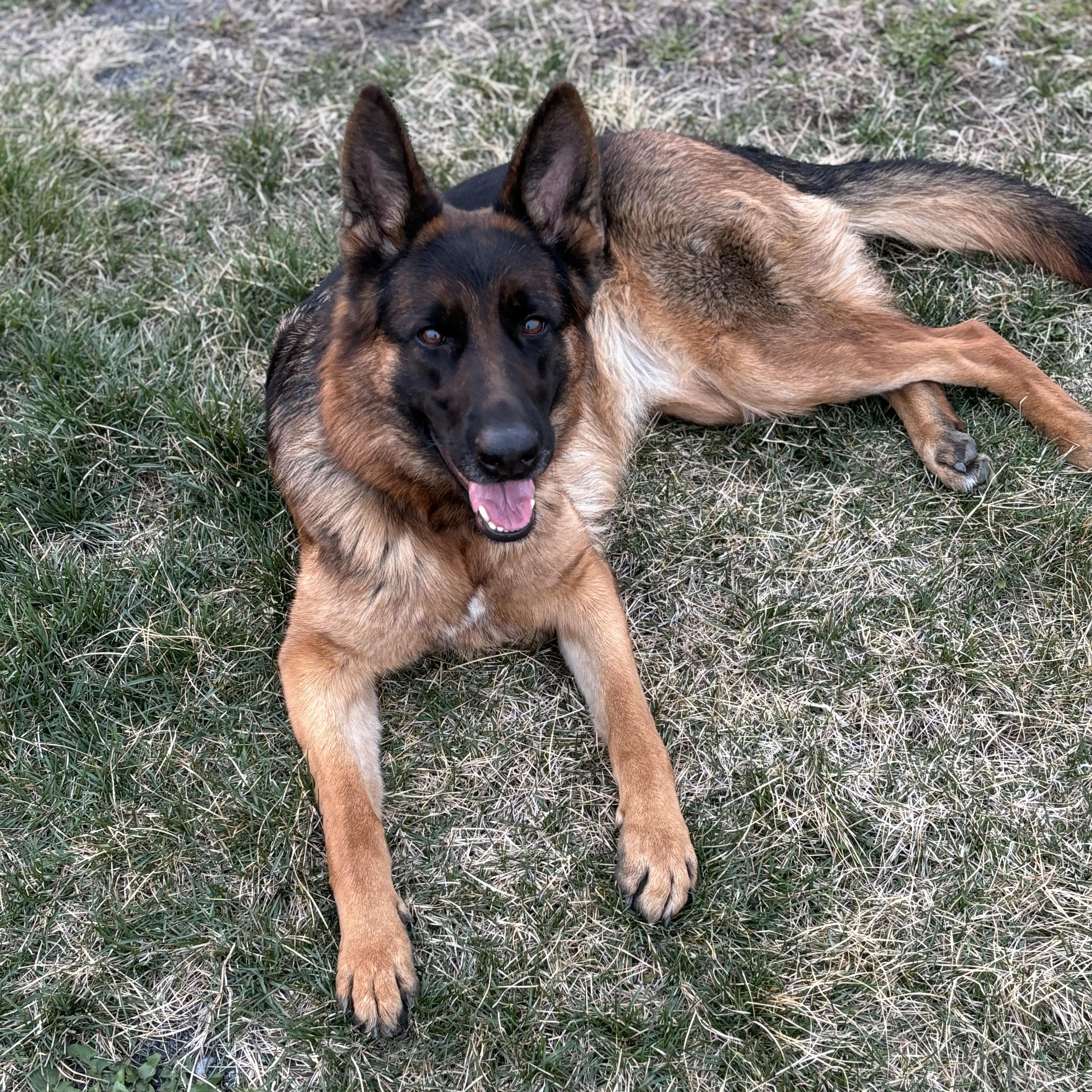 Enlarge Hazel (Residing in a temporary foster home), a ADOPTABLE German Shepherd Dog in Myerstown, PA image 5/6