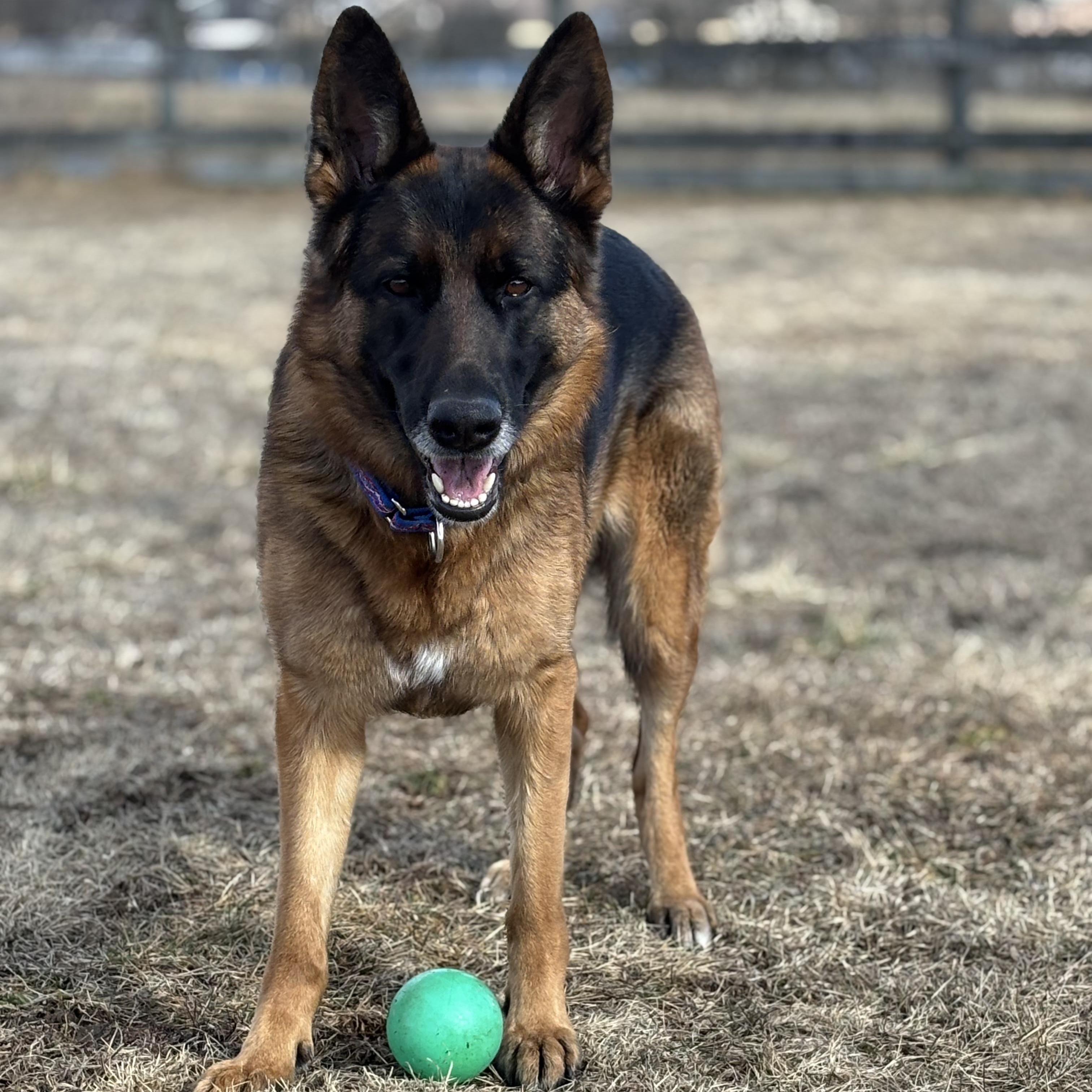 Enlarge Hazel (Residing in a temporary foster home), a ADOPTABLE German Shepherd Dog in Myerstown, PA image 1/6