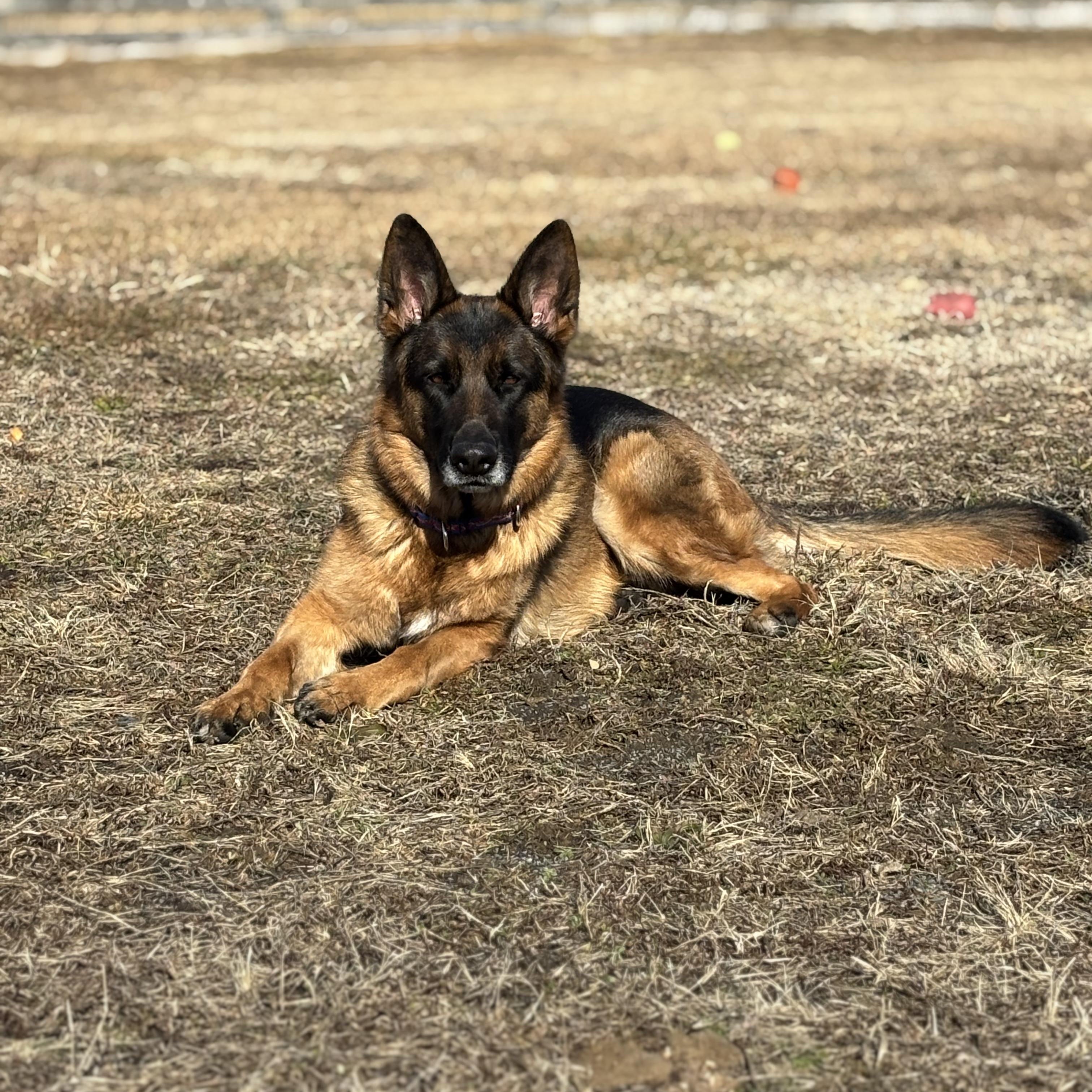 Enlarge Hazel (Residing in a temporary foster home), a ADOPTABLE German Shepherd Dog in Myerstown, PA image 2/6